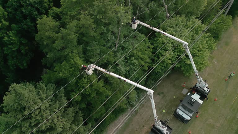 How Our Tree Care Process Works  in Pine Valley, CA